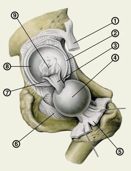 Связка головки. Вертлужная впадина тазобедренного сустава анатомия. Вертлужная губа тазобедренного сустава. Вертлужная губа анатомия. Суставная губа тазобедренного сустава анатомия.