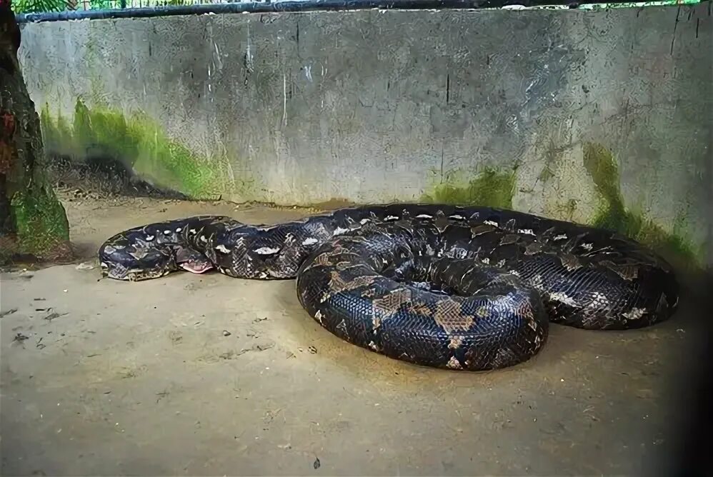 Large python. Large python