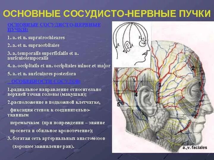 Что такое сосудистые пучки какую. Топографическая анатомия сосудисто-нервных Пучков.. Проекция сосудисто нервного пучка головы. Надблоковый сосудисто-нервный пучок. Топография основных сосудисто-нервных Пучков лицевого отдела головы.