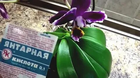 Какие растения поливают янтарной кислотой
