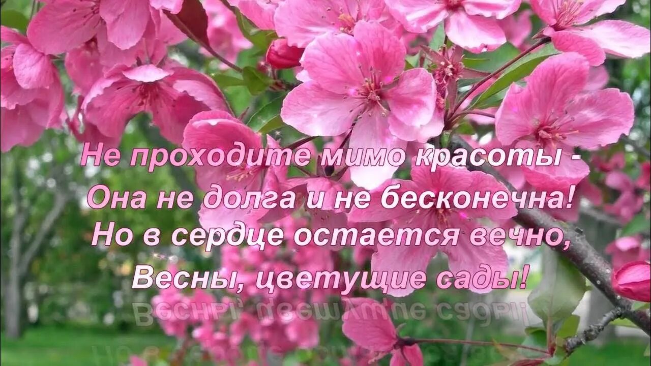 Цветущий сад стихи. Цветущая яблоня. Цветущие сады цитаты. Цветущий сад фразы. Стихи о цветущих яблонях.