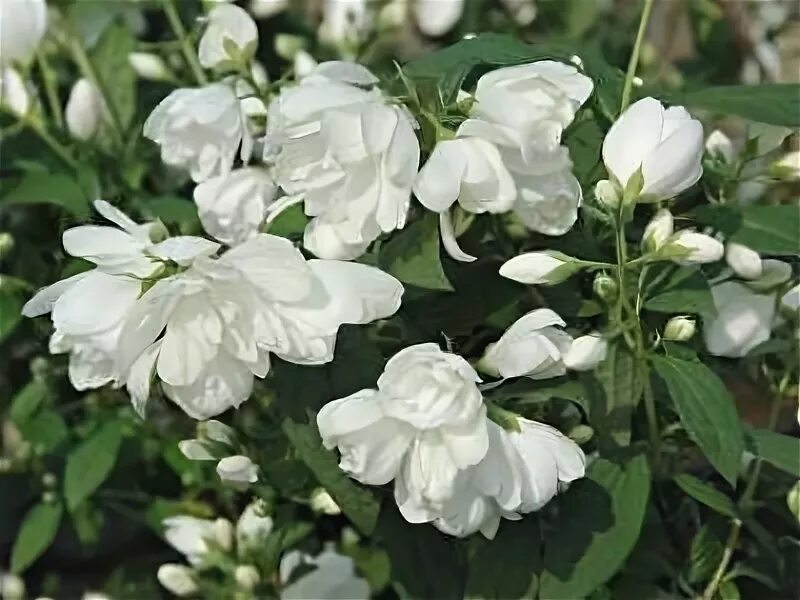 Чубушник (philadelphus) фрости морн. Чубушник махровый фрости морн. Чубушник фрости морн. Чубушник фрости. Чубушник фрости.