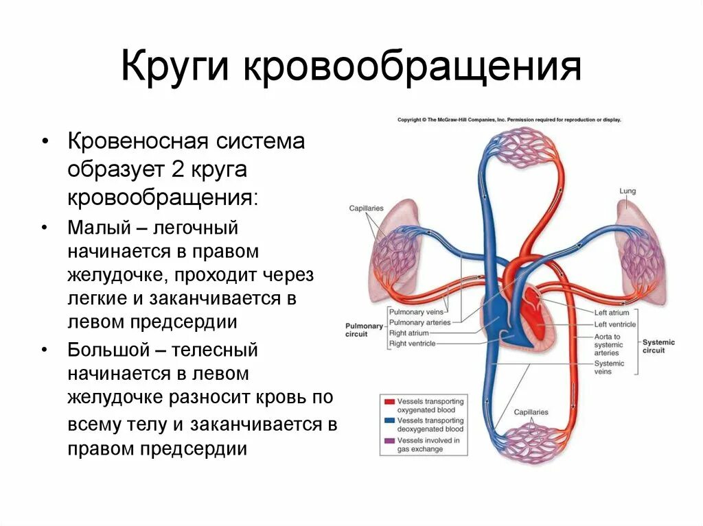 Большой малый и венечный круг кровообращения. Большой и малый круг кровообращения. 3. Охарактеризуйте большой и малый круги кровообращения.. Малый и большой круг кровообращения человека схема. Простейшие кровообращения