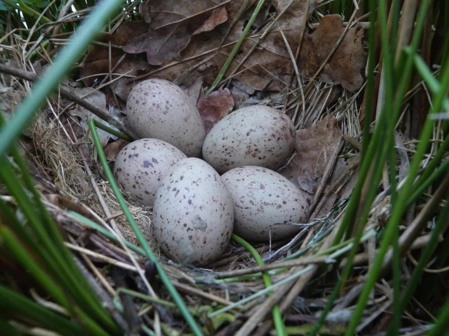 Яйца птиц. Яйца птиц Подмосковья. Пятнистые яйца птиц. Птички яички. Bird яйца