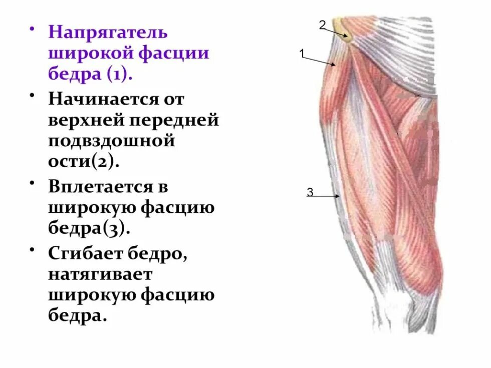 Слабость мышц бедер. Мышца напрягающая широкую фасцию бедра функции. мышца-напрягатель широкой фасции. напрягатель широкой фасции бедра анатомия. функция напрягателя широкой фасции бедра:.