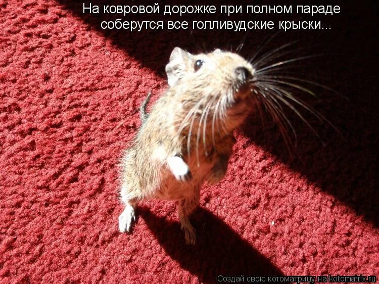 военный оркестр на параде. торжественный марш. московское военно-музыкальное училище барабанщик. полный парад 1982. парад победы 1945 оркестр.