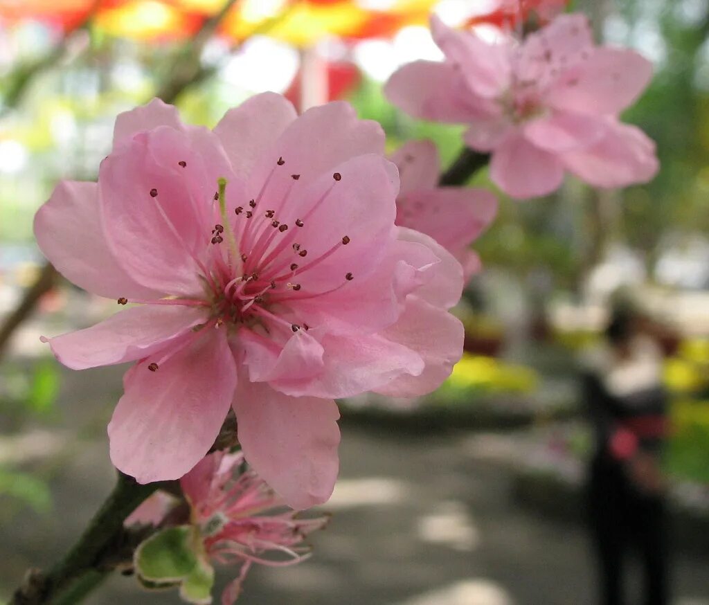 R flower. R flower