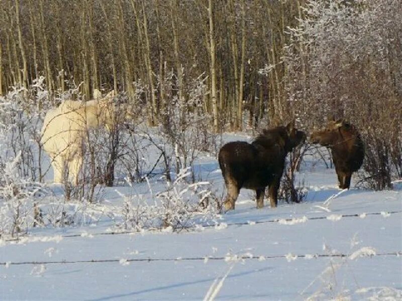 На поляну вышел лось. Лось альбинос. Глухарь альбинос. Лось (белый). Лосиха с лосенком зимой.