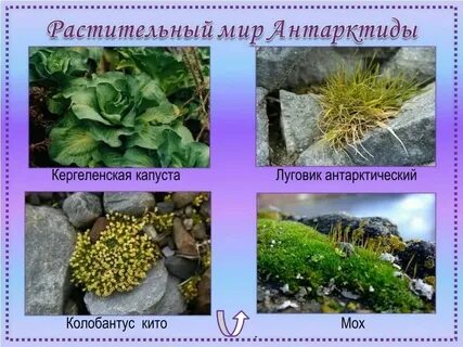 Какие растения дали начало