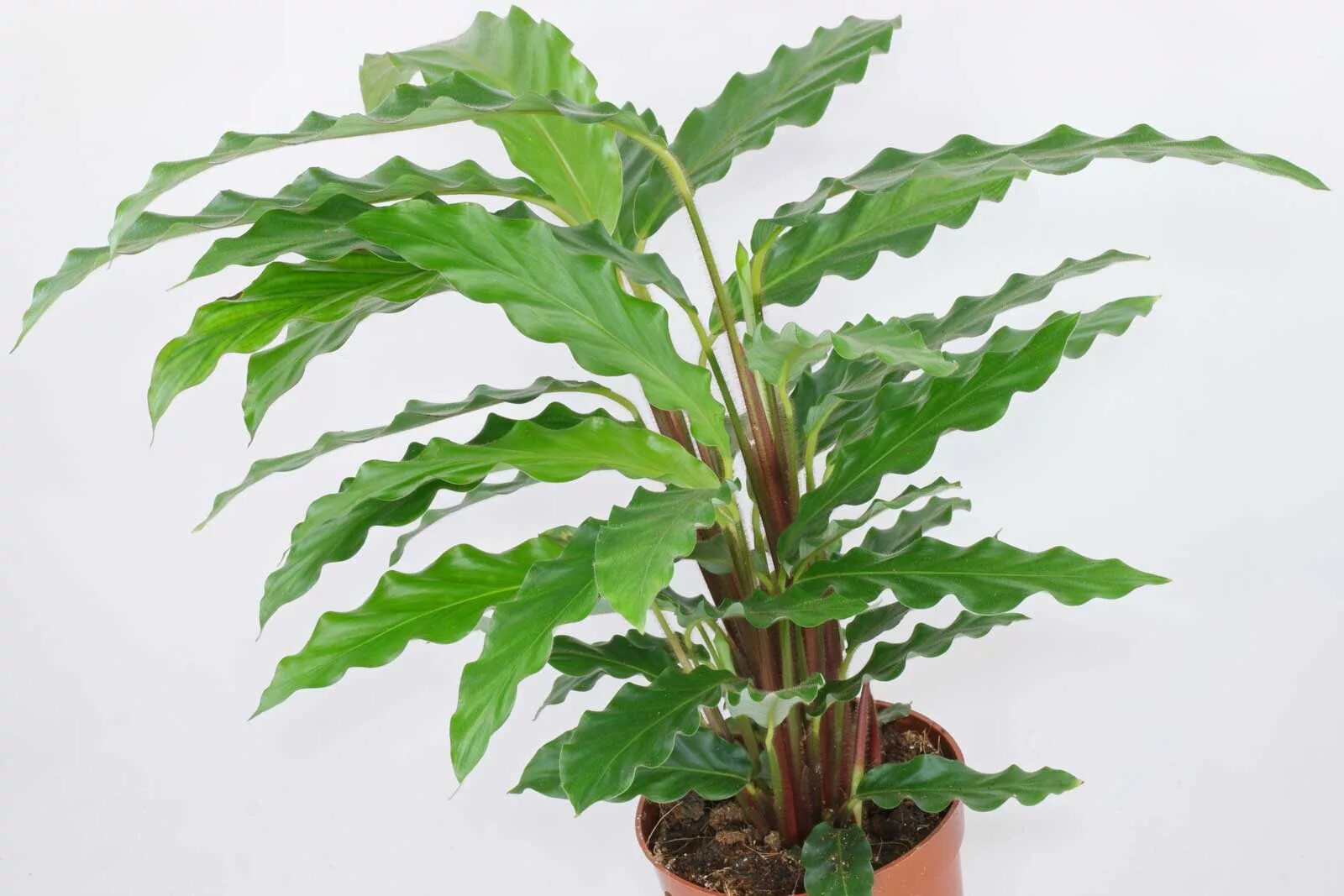 How to care for a Calathea Ornata Calathea, Calathea plant, Plant care
