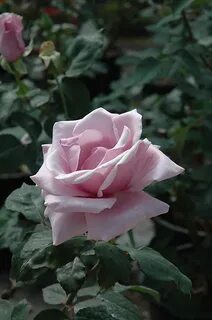 Silver rose