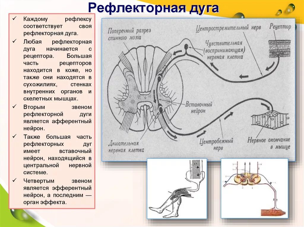 Этапы прохождения импульса. Звенья рефлекторной дуги схема. Схема трехнейронной рефлекторной дуги соматического рефлекса. Рефлекс схема рефлекторной дуги. Строение рефлекторной дуги схема.