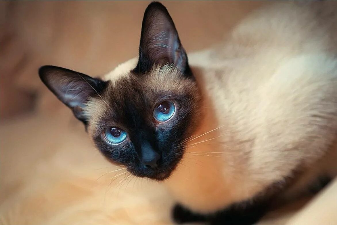 Фотографии кошек породы сиамских кошек. Сиамская порода кошек. Сиамская и тайская кошка. Сиамская кошка чистокровная. Сиамский Сноу-Шу.