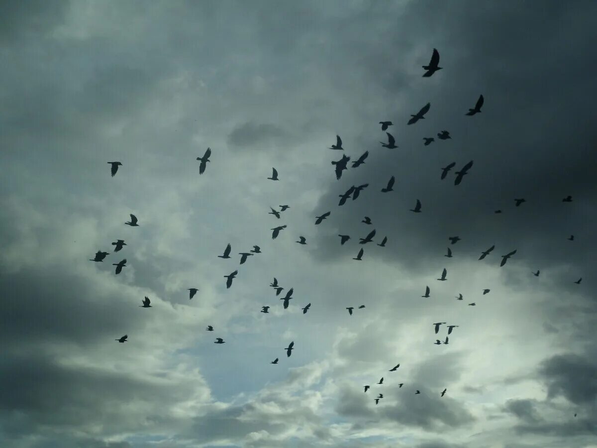Белые птицы кружат над крышами слушать. Стая птиц. Вороны в небе. Стая ворон. Стая птиц в небе.