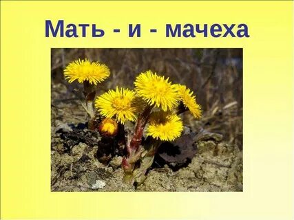 Золотые лепестки хрупкий стебелек распустился у реки