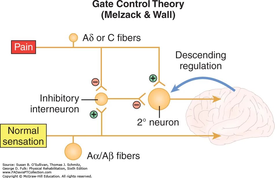 Control theory. Gate control theory of pain. гейт цирака-цоллера. гейт в психологии.