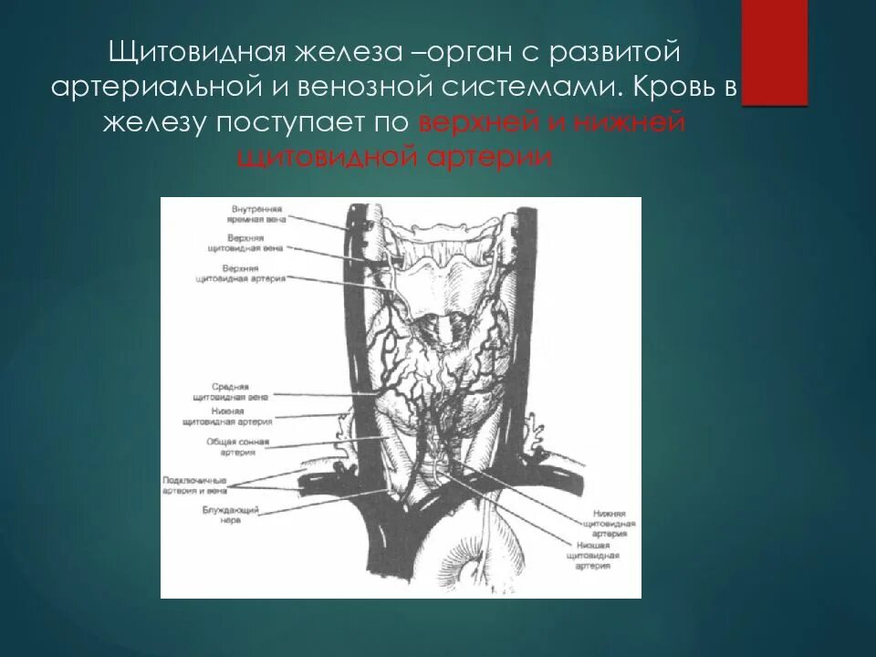 Щитовидная железа орган. Верхняя щитовидная артерия отходит. Вены щитовидной железы. Ветви верхней щитовидной артерии.