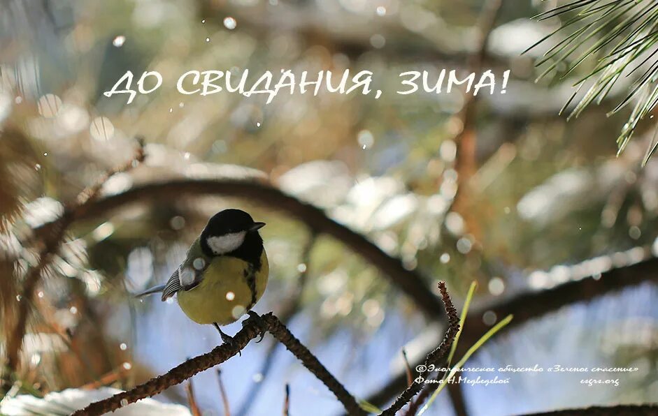 досвидание зима. досвидание зима. до свидания зимушка зима. до свидания зима. открытки с последним днем зимы.