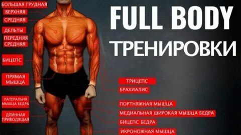 Тренировка фулбоди в тренажерном зале программа