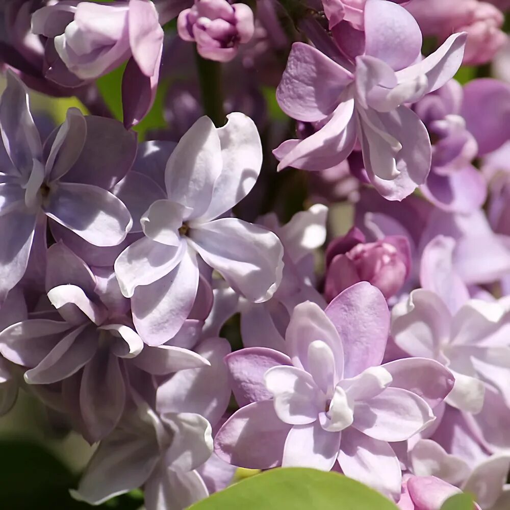 Сирень особенности. Сирень обыкновенная Syringa vulgaris "Nadezhda".