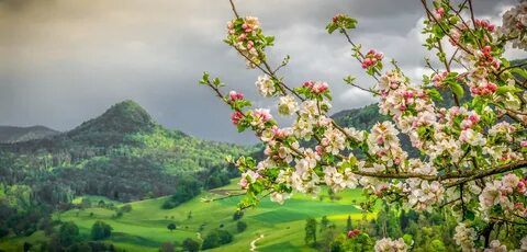Цветущие деревья в горах