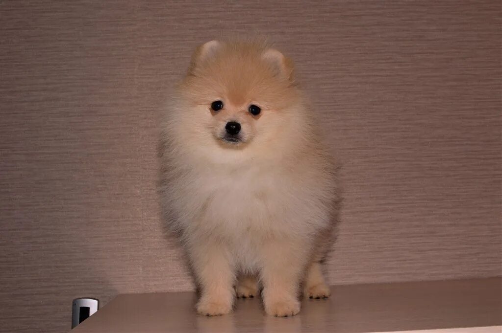 Остин шпиц. Малый немецкий шпиц щенок. Малый чепрачный шпиц. Немецкий шпиц 3. Померанский шпиц 2 месяца.