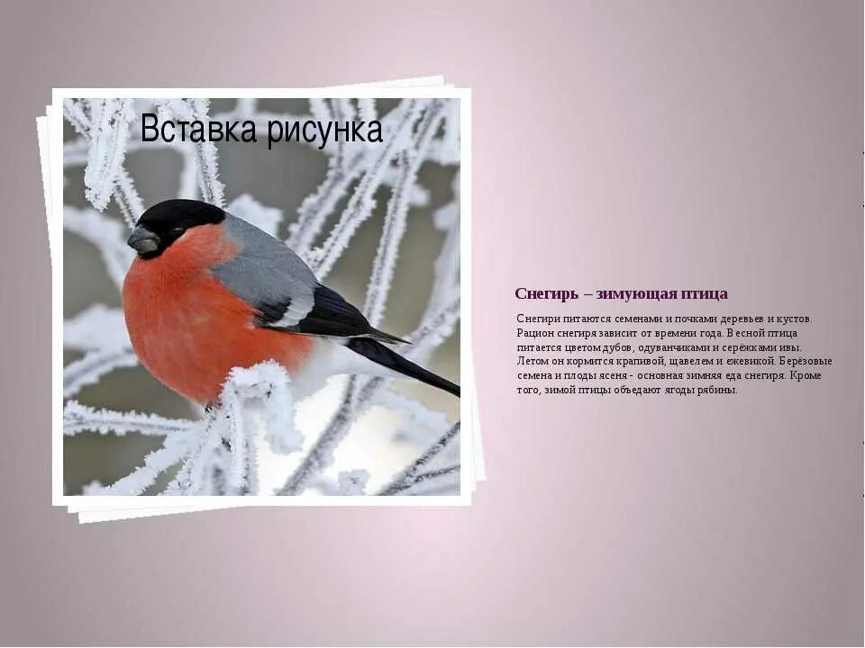 Описание снегиря. Краткая информация о снегире. Снегири описание. Описание снегиря. Птица снегирь описание для детей 1 класса.