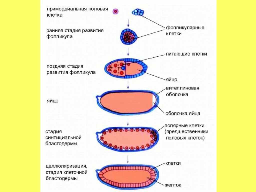 Зрелость клеток. Изучите фазы созревания яйцеклетки. Стадии развития клетки. Этапы эволюции клетки. Стадия созревания клетки.