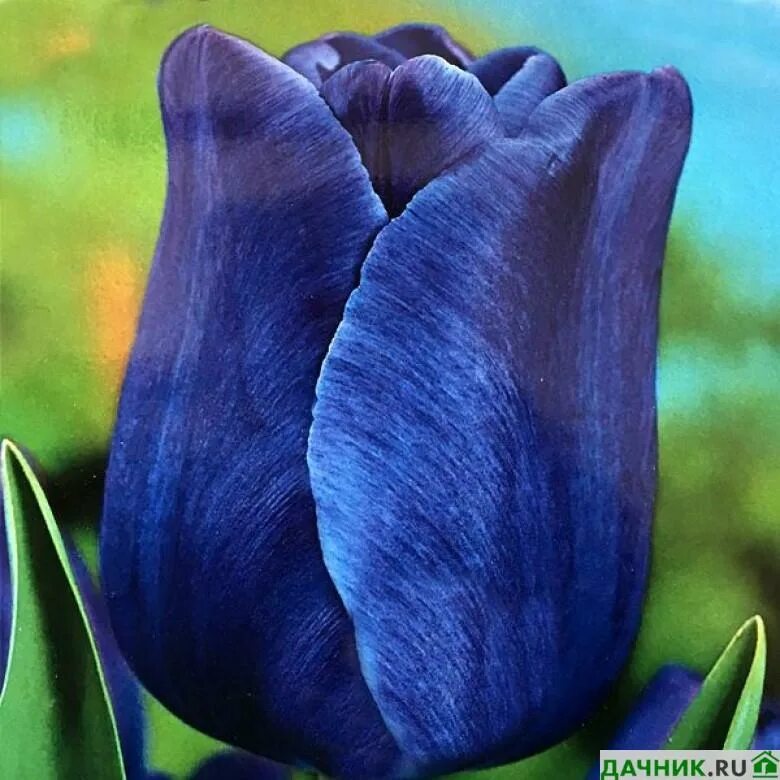 Голубой тюльпан сорт. Тюльпан блю амэйбл. тюльпан bleu aimable. тюльпан триумф блю эмейбл. тюльпан блю амабиль.