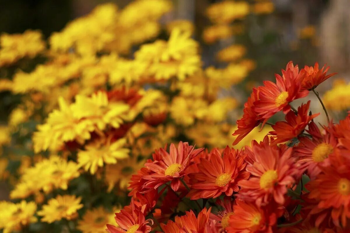 Можно цветы осенью. Сентябрьские цветы. Поздние осенние цветы. Осенние цветы ( астры, дубки. Можно цветы осенью.