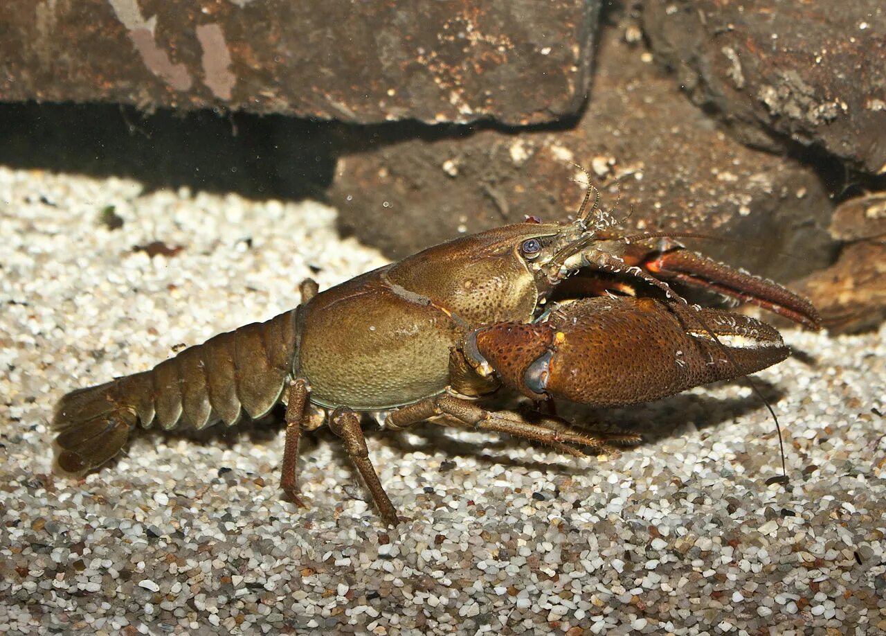 Членистоногие животные широкопалый речной. Широкопалый речной. astacus astacus. astacus fluviatilis. raik.