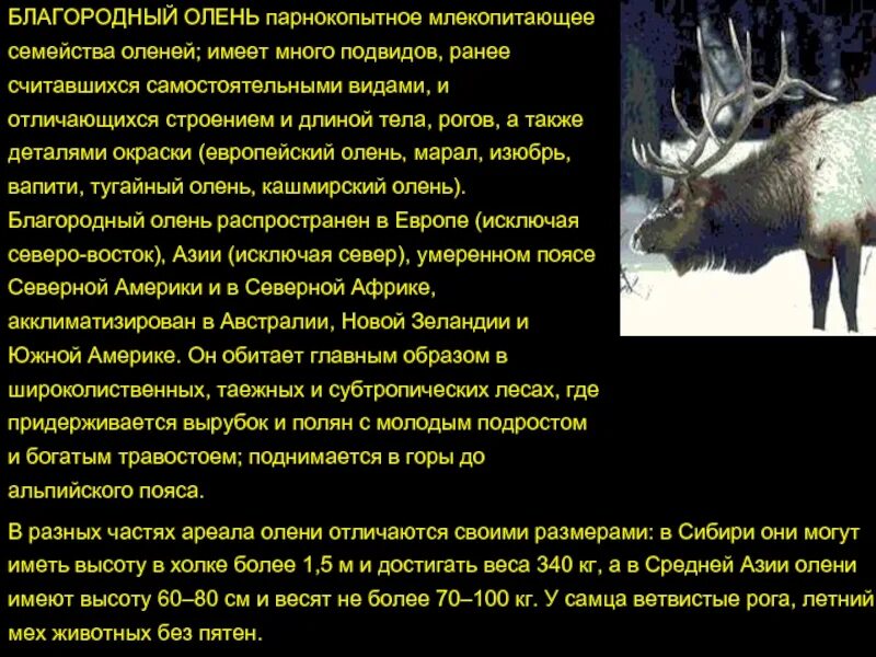 Гордое и непокорное плененное животное символ свободы