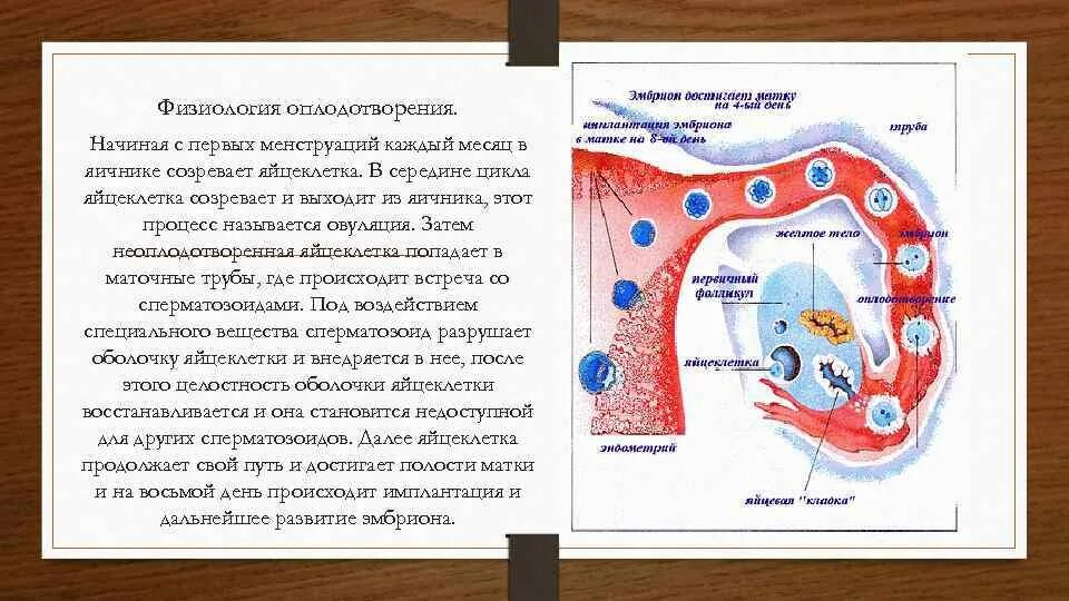 Процесс оплодотворения физиология. Физиологические процессы происходящие при оплодотворении. Где происходит оплодотворение яйцеклетки. Процесс оплодотворения яйцеклетки. Где происходит созревание яйцеклеток