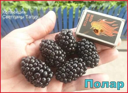 Полар ежевика описание сорта фото отзывы садоводов