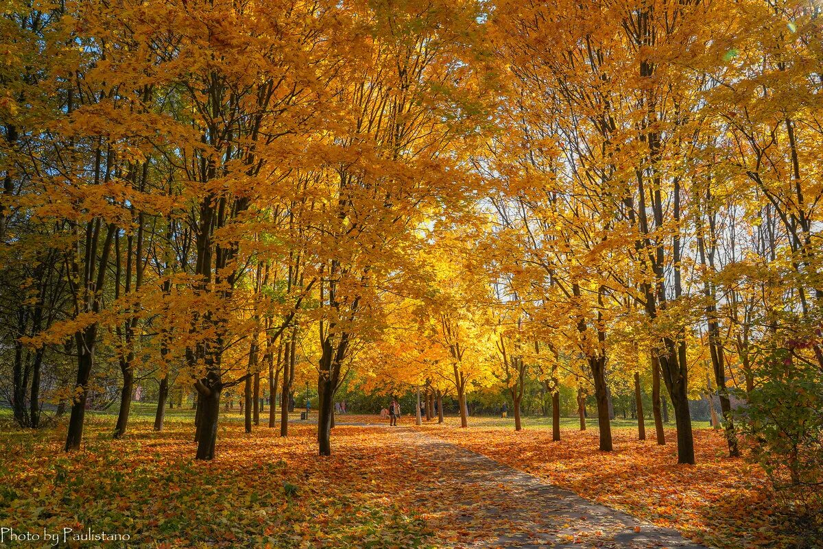 Октябрь. Осень Царицыно осенний парк. Природа осень в парке. Октябрь фото природы. Москва парк осень рассвет.