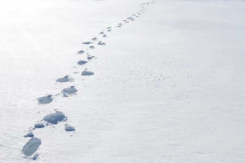 Белая со следа. Следы человека на снегу. Следы волка и лисы на снегу. Следы человека на снегу. Следы на пляже.