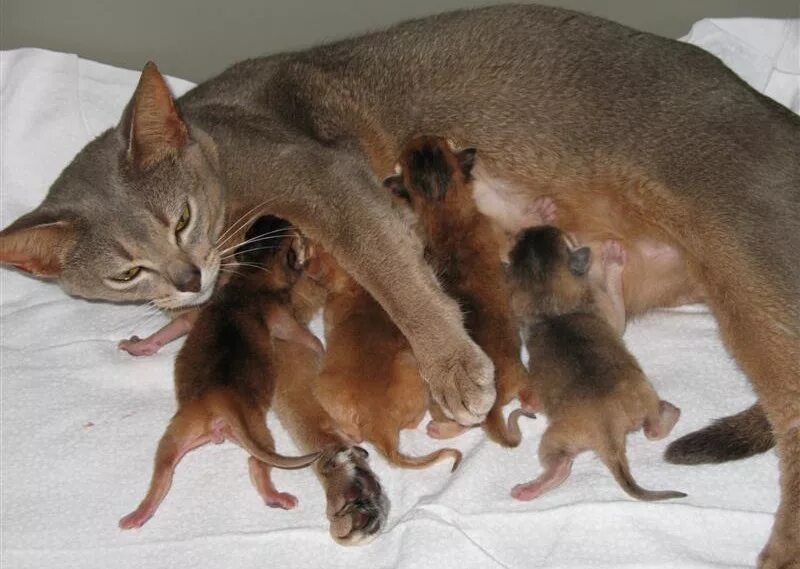 Кошки после рождения котят