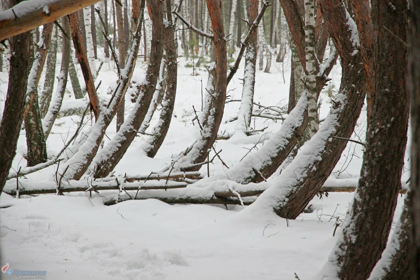 Шиловский лес.