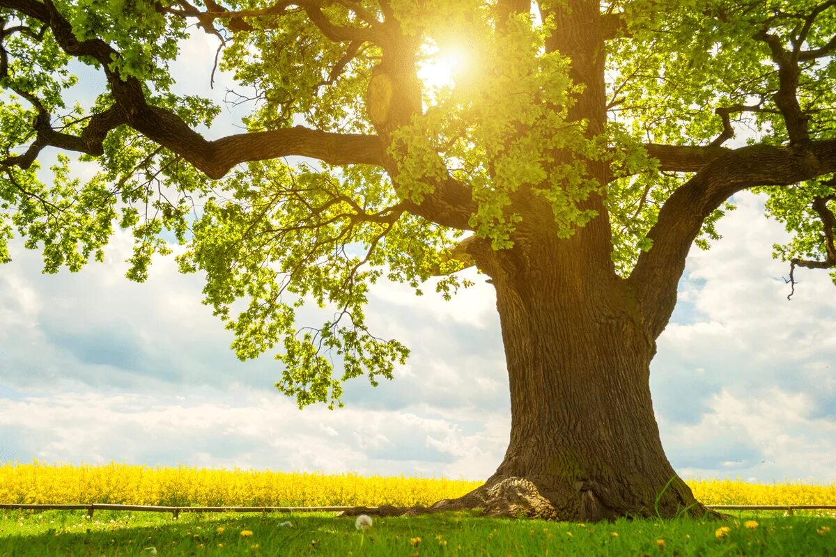 I see trees