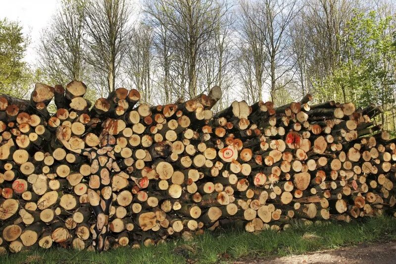 Богатые дамы в москве. Незамужние женщины. Найди котика в дровах. Взрослая женщина. Зрелые одиночки.