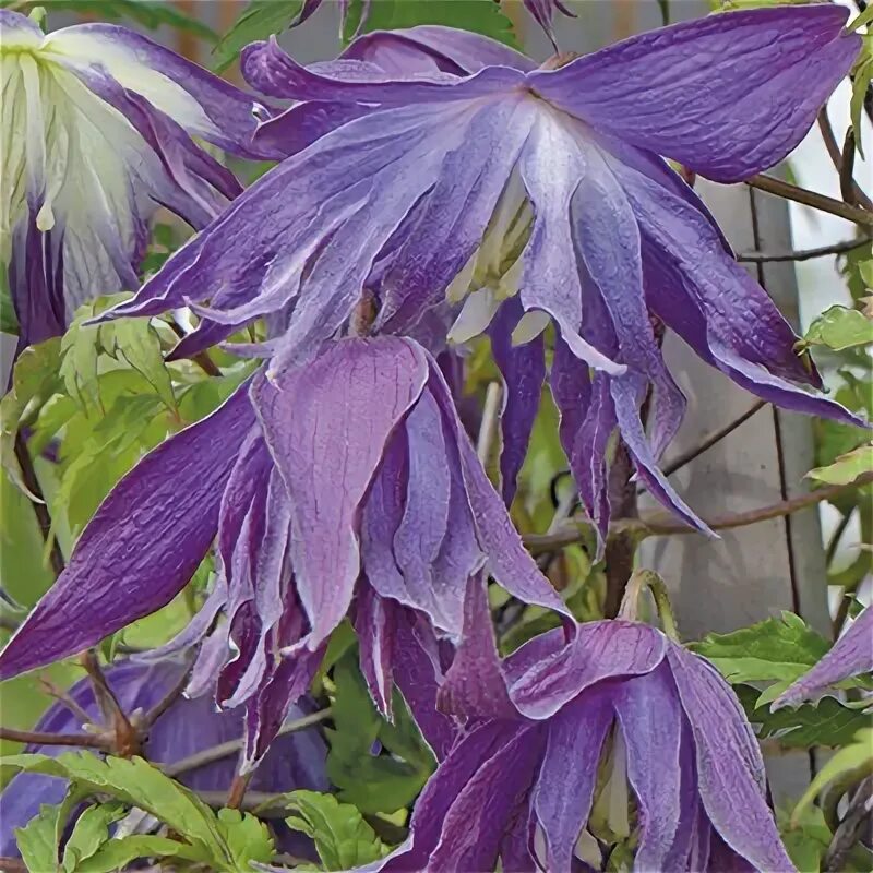 Clematis alpina Violet Surprise PBR княжик Клематис Виолет Сюрпрайз купить / Сад