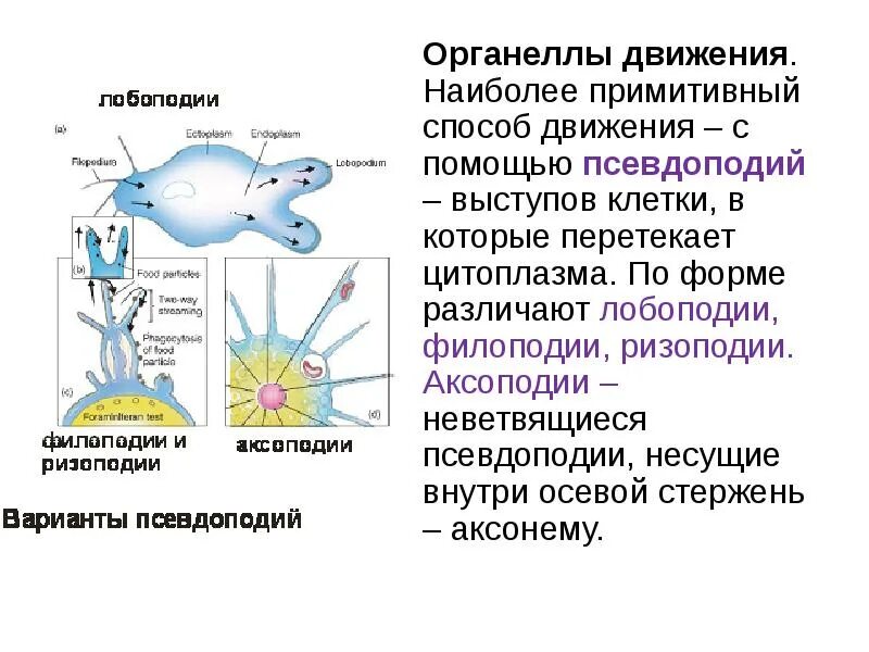 Движение клетки. Псевдоподии аксоподии и ризоподии. Лобоподии ризоподии. Органеллы движения клетки. Органеллы движения псевдоподии.