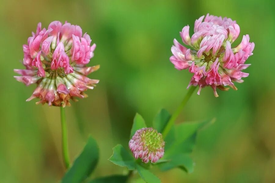 Клевер луговой небольшое растение обычно его. Клевер гибридный (Trifolium hybridum). Клевер Луговой розовый. Клевер шведский. Клевер гибридный розовый.