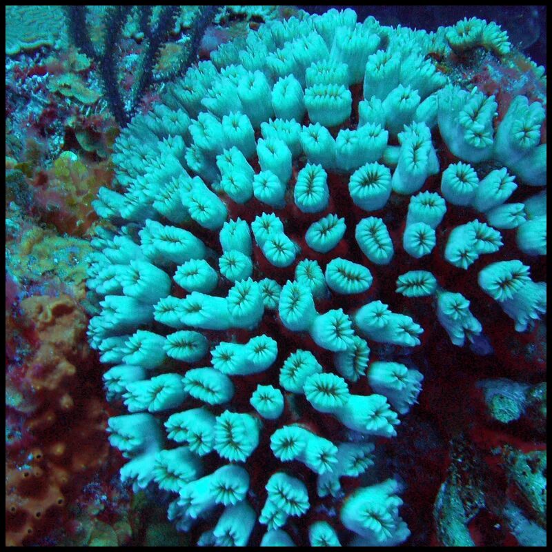 кораллы бывают. кораллы бывают. литофилон коралл. коралловый барьерный риф. коралловый риф.