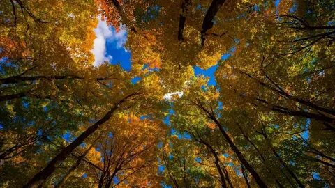 The tree fall