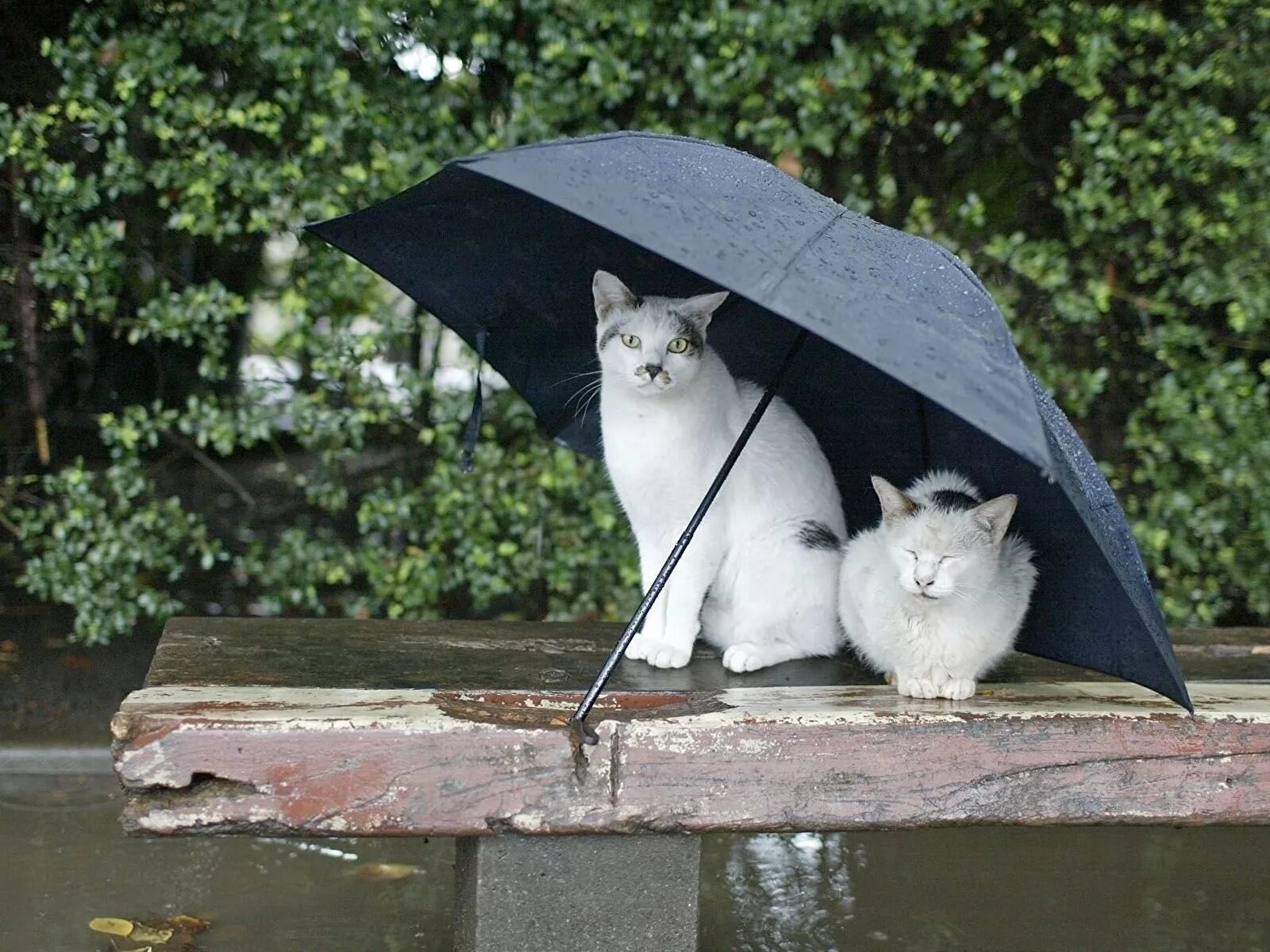 Rain animals. Животные с зонтиком. Кот под дождем. Кот с зонтиком. Котик под зонтиком.