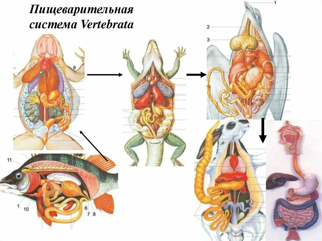 Органы пищеварительной системы система хордовых. Эволюция пищеварительной системы системы животных. Эволюция систем органов позвоночных пищеварительная. Пищеварительная система позвоночных схема. Происхождение пищеварительной системы