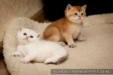 Британские шиншиллы котята