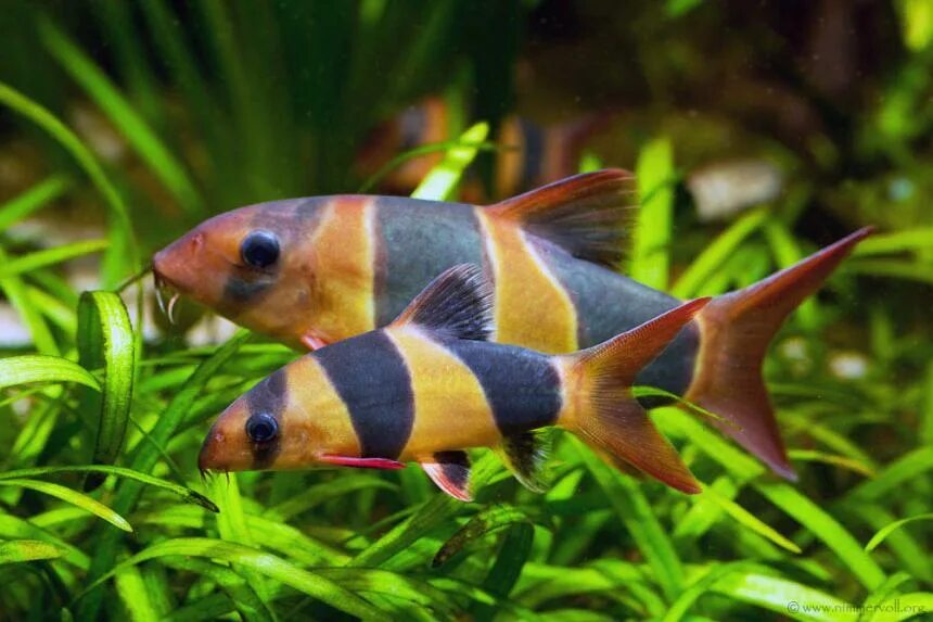 50 Best Freshwater Aquarium Fish Build Your Aquarium Discus fish, Freshwater aqu