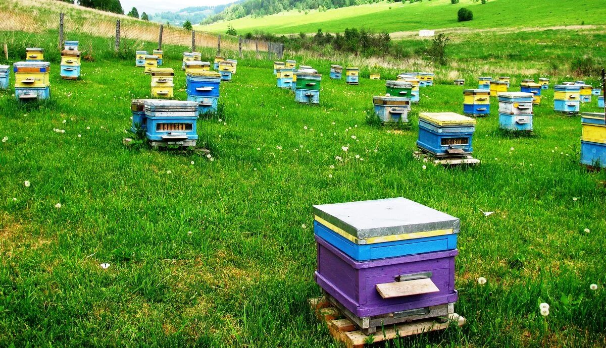Пчеловодство в чувашии. Пчеловодство в чувашии. Пасека горный алтай. Пасека рядами. Паспеков денис иванович липецк.